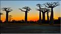 L'Allée des baobabs en fin de journée. (34)