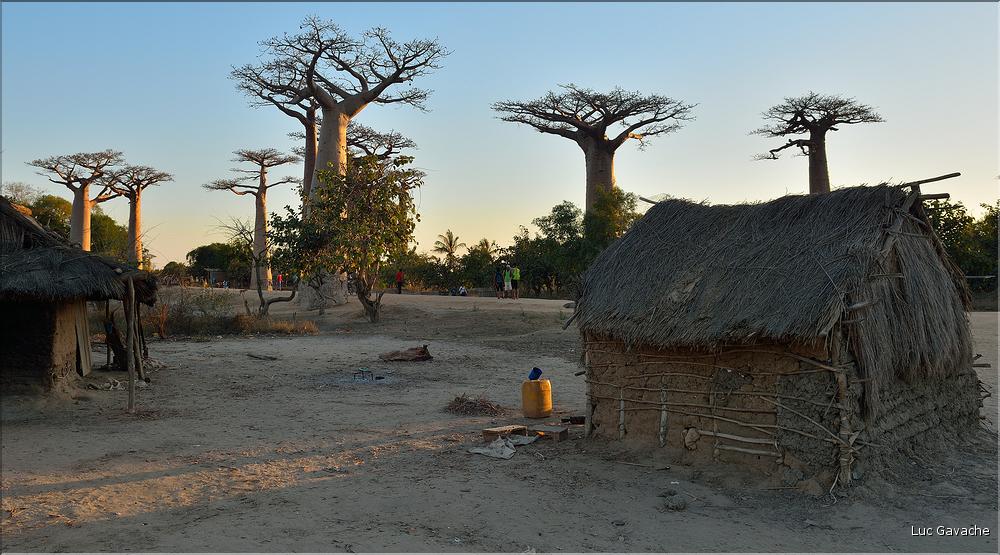 Les habitants de l'allée des baobabs. (1)