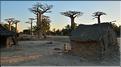 Les habitants de l'allée des baobabs. (1)
