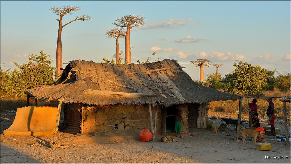 Les habitants de l'allée des baobabs. (2)
