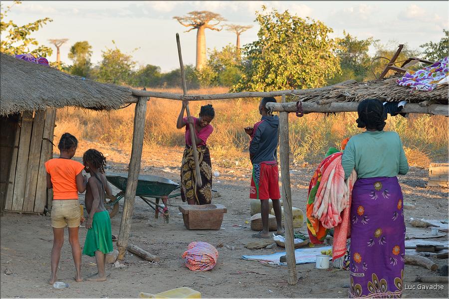 Les habitants de l'allée des baobabs. (4)