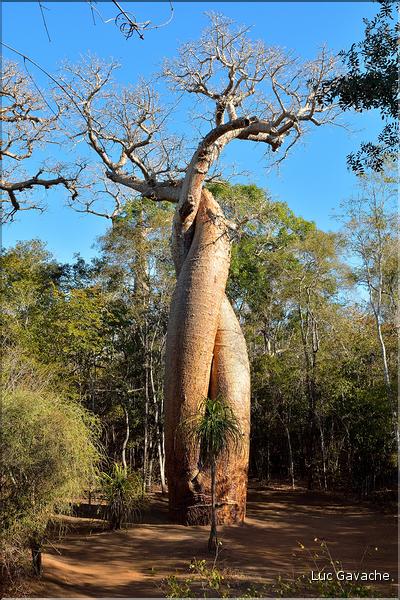 Les baobabs amoureux et leur environnement non loin de l'allée des baobabs. (1)