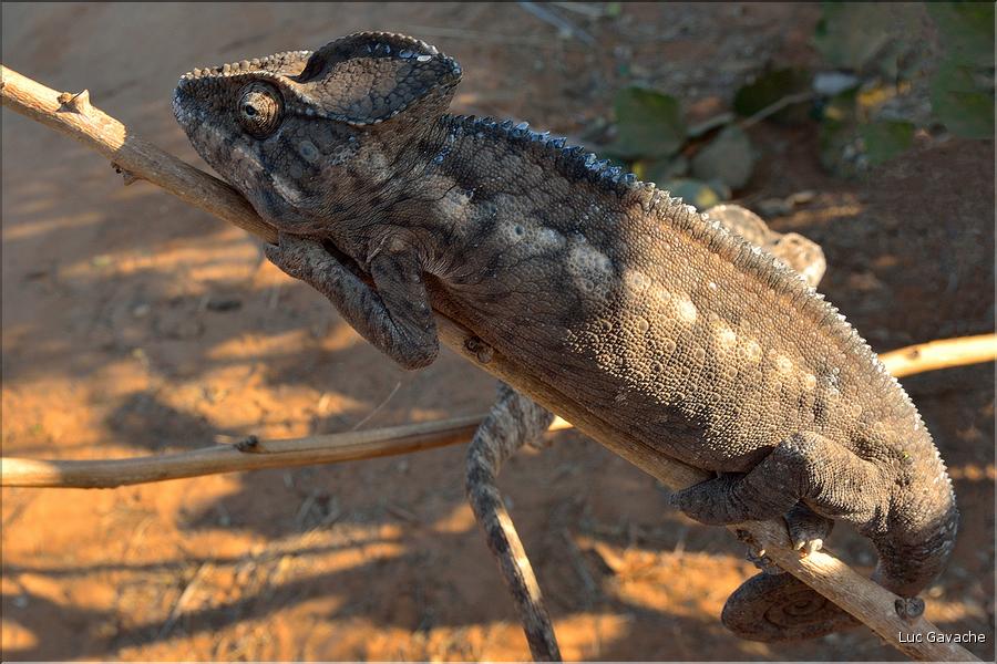 Les baobabs amoureux et leur environnement non loin de l'allée des baobabs. Grand caméléon. (1)
