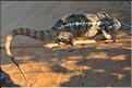 Les baobabs amoureux et leur environnement non loin de l'allée des baobabs. Grand caméléon. (2)