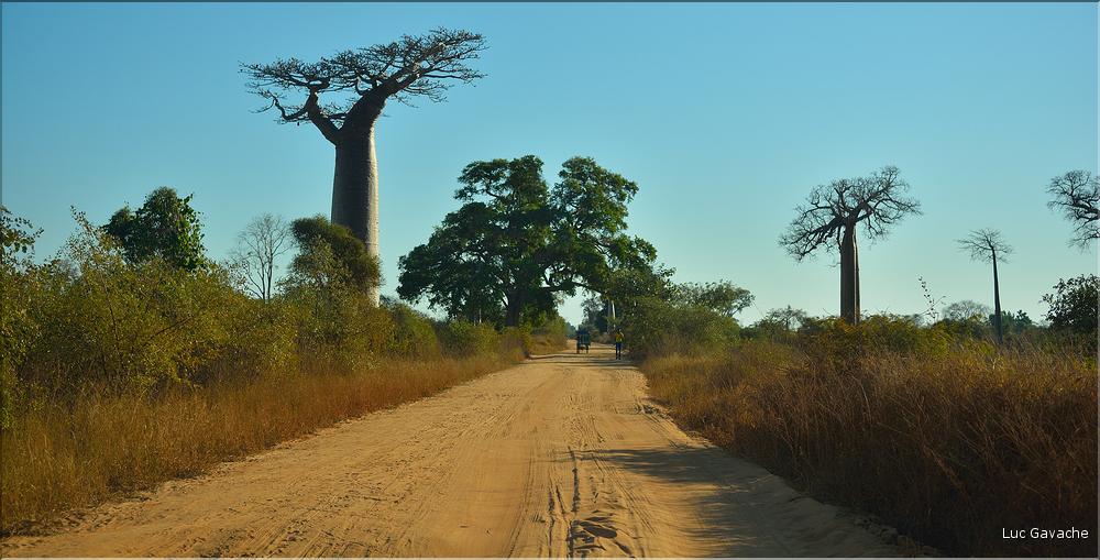Le long de la route entre Morondava et Belo-sur-Tsiribihina. (1)