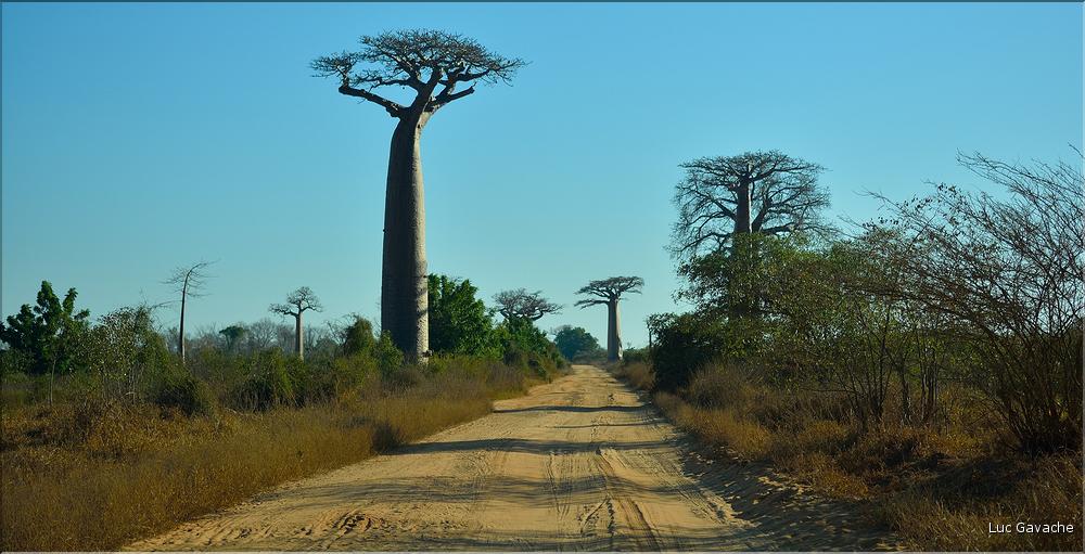 Le long de la route entre Morondava et Belo-sur-Tsiribihina. (2)