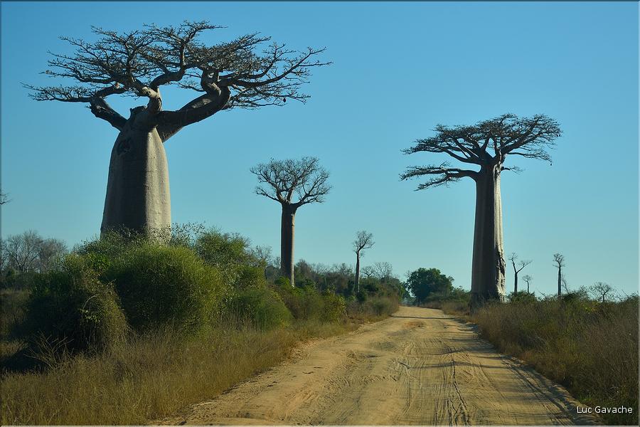 Le long de la route entre Morondava et Belo-sur-Tsiribihina. (3)