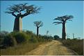 Le long de la route entre Morondava et Belo-sur-Tsiribihina. (3)
