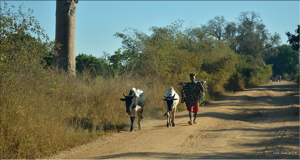 Le long de la route entre Morondava et Belo-sur-Tsiribihina. (4)