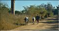 Le long de la route entre Morondava et Belo-sur-Tsiribihina. (4)