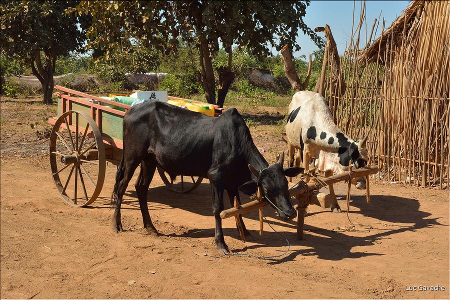 En attendant la traversé de la Tsiribihinia. (3)