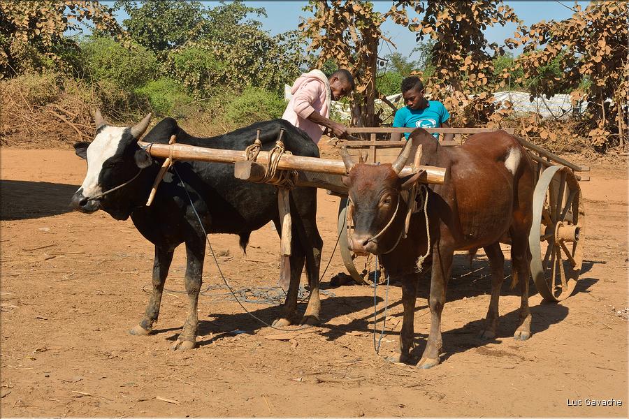 En attendant la traversé de la Tsiribihinia. (4)