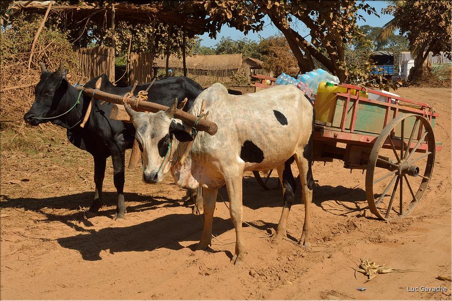 En attendant la traversé de la Tsiribihinia. (5)