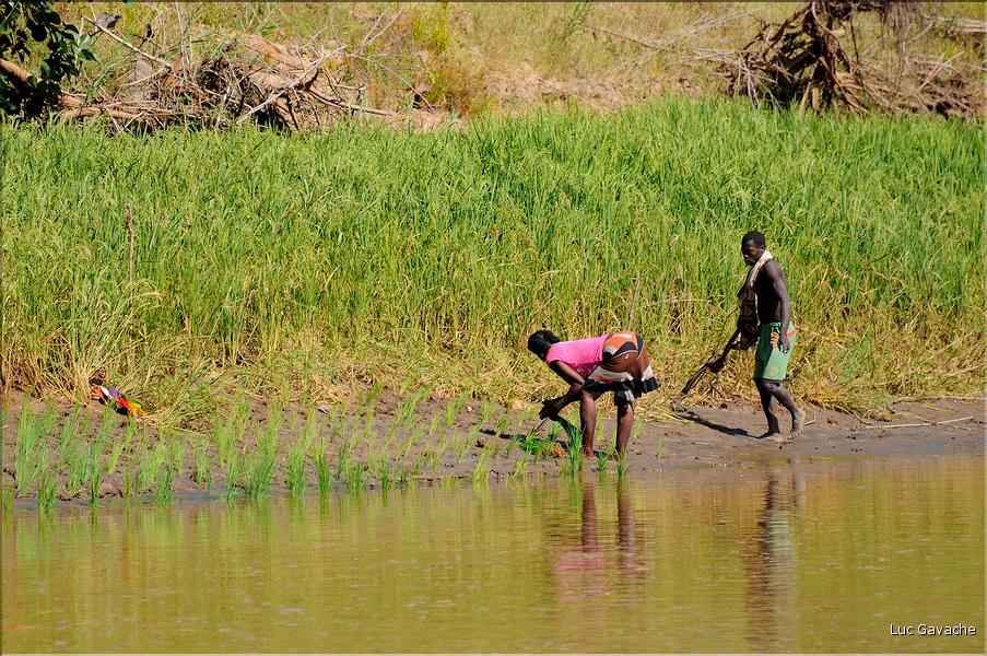 En remontant le fleuve Tsiribihinia jusqu'à Belo. (19) Les plantations de riz sur les rives.