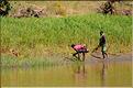 En remontant le fleuve Tsiribihinia jusqu'à Belo. (19) Les plantations de riz sur les rives.