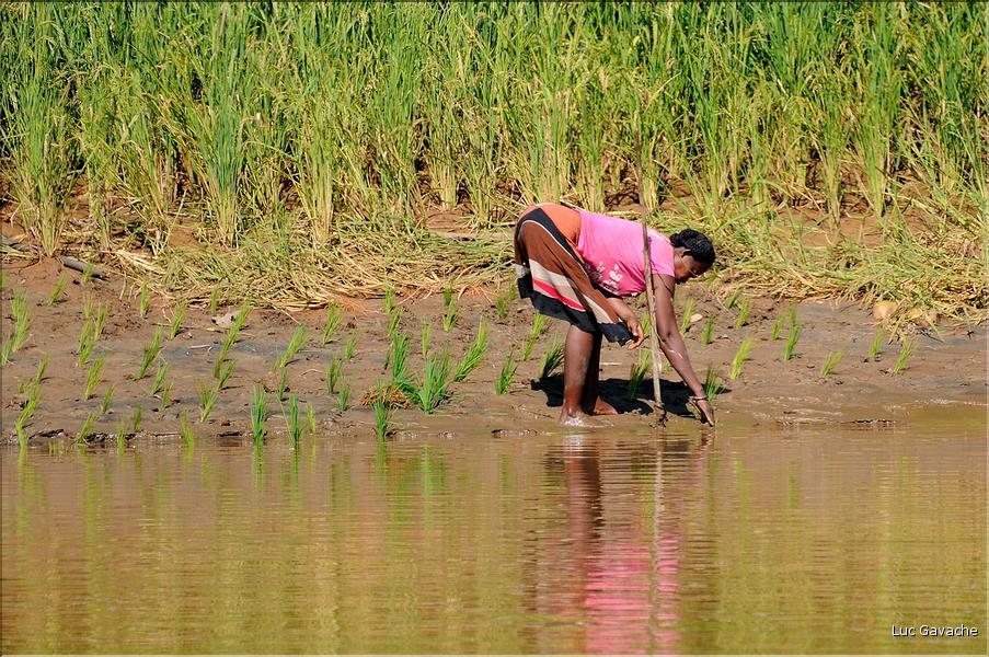 En remontant le fleuve Tsiribihinia jusqu'à Belo. (21) Les plantations de riz sur les rives.