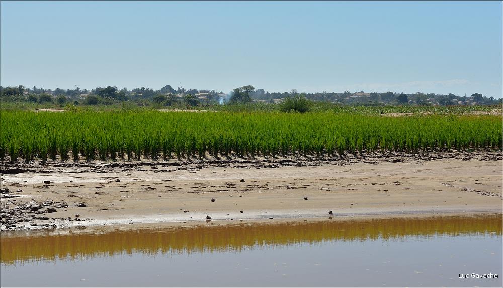 En remontant le fleuve Tsiribihinia jusqu'à Belo. (22) Les plantations de riz sur les rives.