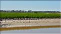 En remontant le fleuve Tsiribihinia jusqu'à Belo. (22) Les plantations de riz sur les rives.