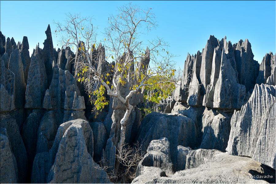 Les grands Tsingy de Bekopaka sont issus d'une formation calcaire de 200 millions d'années. (68)