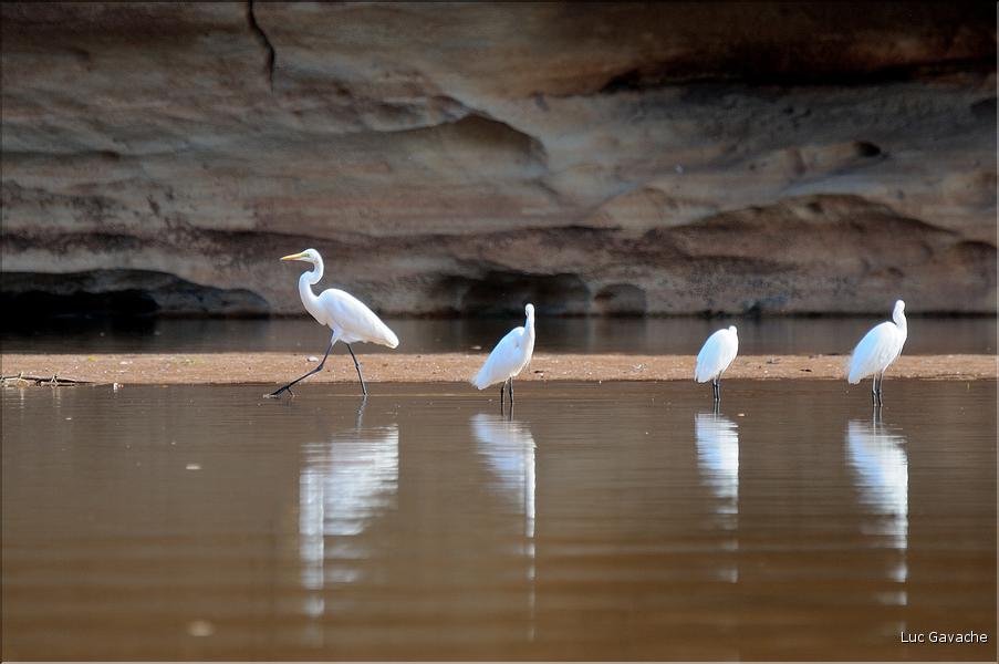 La rivière Manambolo coule à proximité des Tsingy. (48)