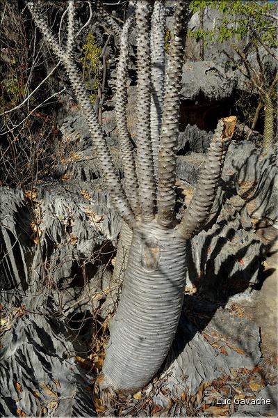 Les petits Tsingy de Bekopaka, comme les grands, ont été sculptés par l'érosion, notamment par les pluies. (42)