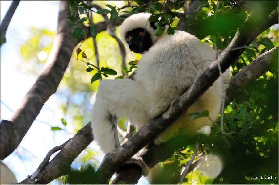 Quelques espèces vivant dans les Tsingy de Bekopaka. Ici le lémurien sifaka soyeux ou danseur blanc (propithèque). (1)