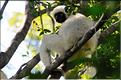 Quelques espèces vivant dans les Tsingy de Bekopaka. Ici le lémurien sifaka soyeux ou danseur blanc (propithèque). (1)