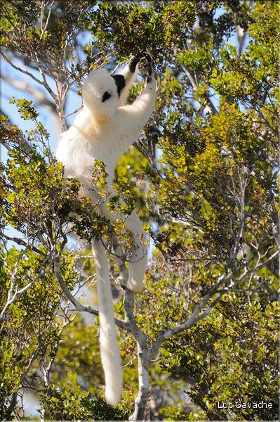 Quelques espèces vivant dans les Tsingy de Bekopaka. Ici le lémurien sifaka soyeux ou danseur blanc (propithèque). (2)