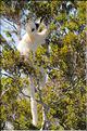 Quelques espèces vivant dans les Tsingy de Bekopaka. Ici le lémurien sifaka soyeux ou danseur blanc (propithèque). (2)