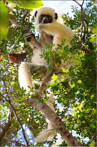 Quelques espèces vivant dans les Tsingy de Bekopaka. Ici le lémurien sifaka soyeux ou danseur blanc (propithèque). (3)