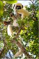 Quelques espèces vivant dans les Tsingy de Bekopaka. Ici le lémurien sifaka soyeux ou danseur blanc (propithèque). (3)