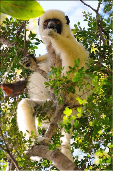Quelques espèces vivant dans les Tsingy de Bekopaka. Ici le lémurien sifaka soyeux ou danseur blanc (propithèque). (4)