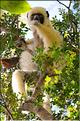 Quelques espèces vivant dans les Tsingy de Bekopaka. Ici le lémurien sifaka soyeux ou danseur blanc (propithèque). (4)