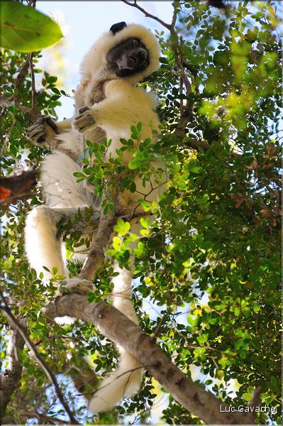 Quelques espèces vivant dans les Tsingy de Bekopaka. Ici le lémurien sifaka soyeux ou danseur blanc (propithèque). (5)