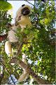 Quelques espèces vivant dans les Tsingy de Bekopaka. Ici le lémurien sifaka soyeux ou danseur blanc (propithèque). (5)