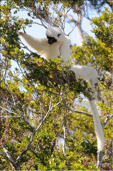 Quelques espèces vivant dans les Tsingy de Bekopaka. Ici le lémurien sifaka soyeux ou danseur blanc (propithèque). (6)