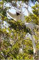 Quelques espèces vivant dans les Tsingy de Bekopaka. Ici le lémurien sifaka soyeux ou danseur blanc (propithèque). (6)