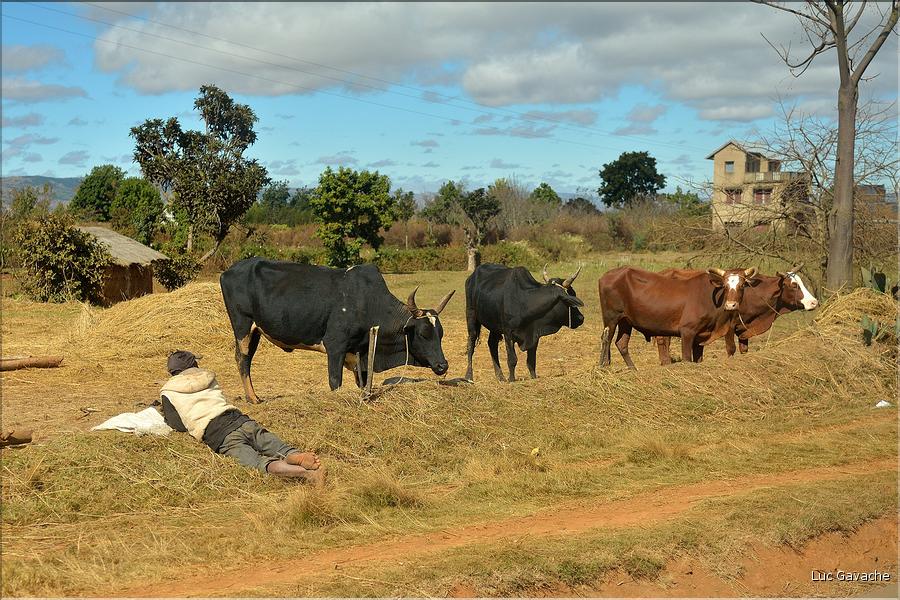 Le long de la route entre Antananarivo et Antsirabe. (30)
