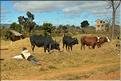 Le long de la route entre Antananarivo et Antsirabe. (30)