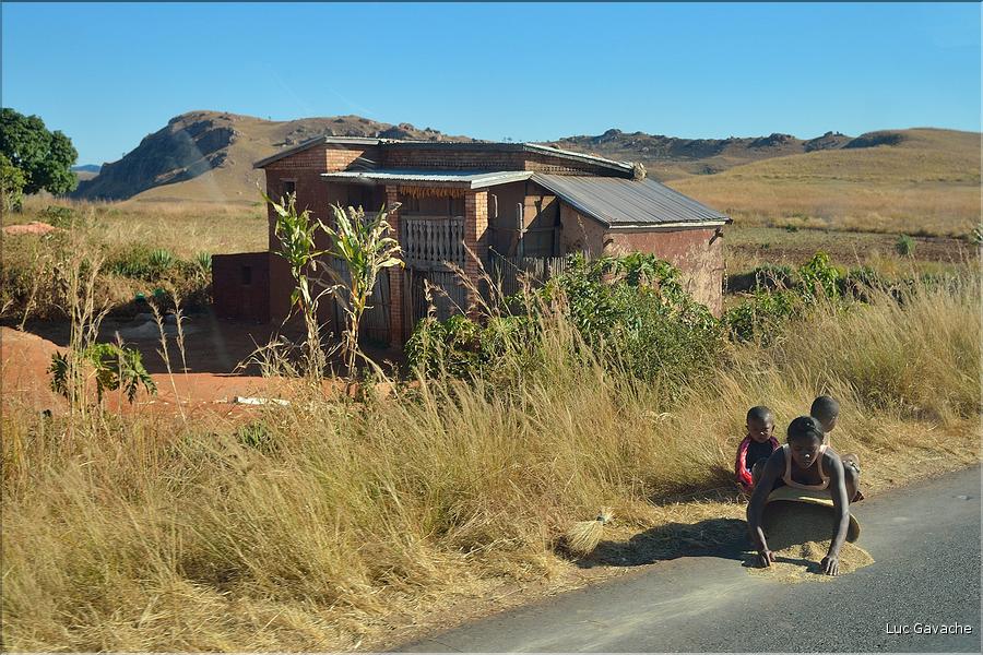 Sur la route entre Antsirabe et Miandrivazo. (21) Sêchage du riz.