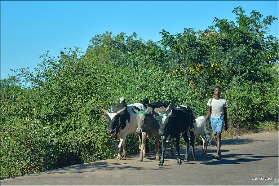 Scènes de vie le long de la route entre Miandrivazo et Morondava. (29)