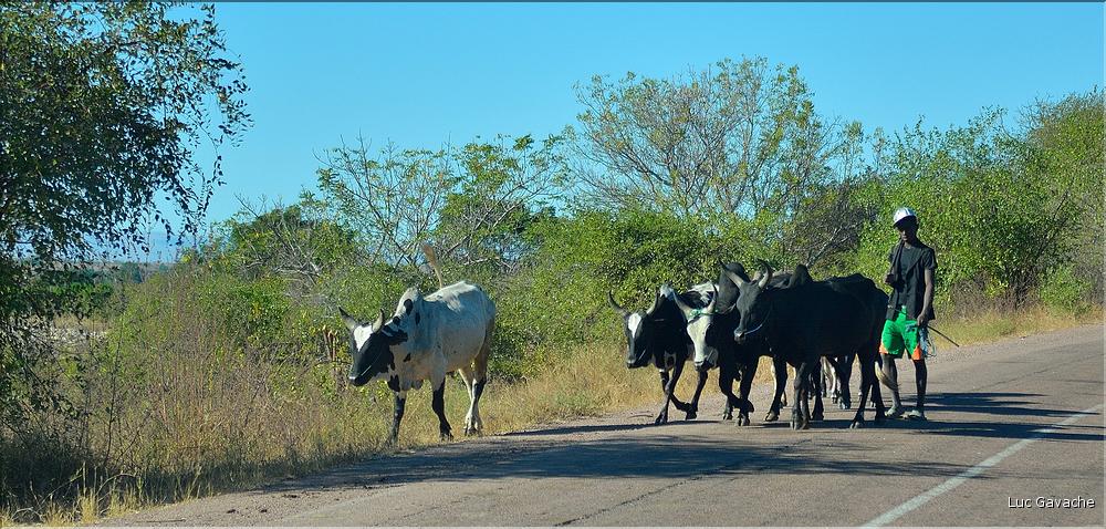 Scènes de vie le long de la route entre Miandrivazo et Morondava. (31)