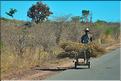 Scènes de vie le long de la route entre Miandrivazo et Morondava. (60)
