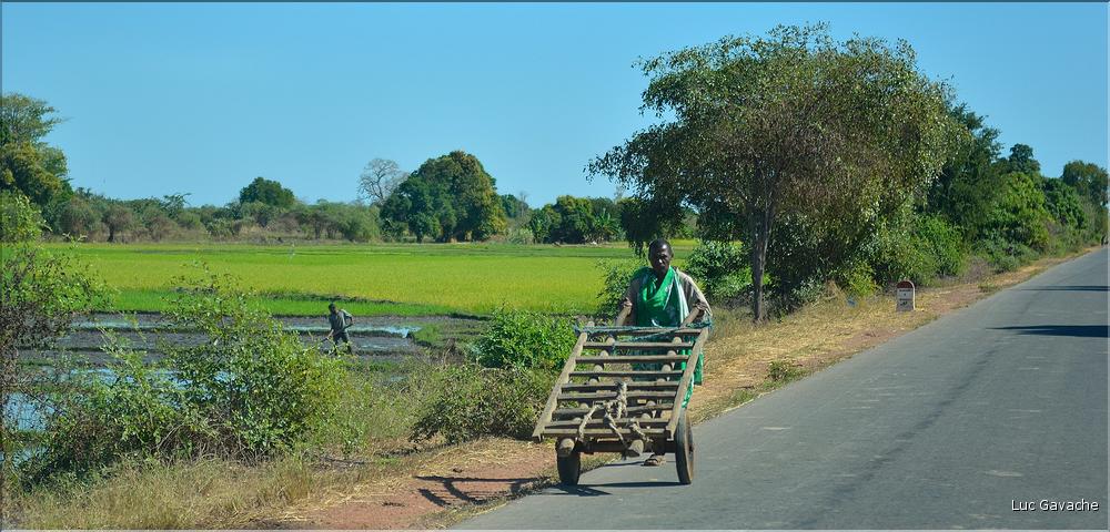 Scènes de vie le long de la route entre Miandrivazo et Morondava. (63)