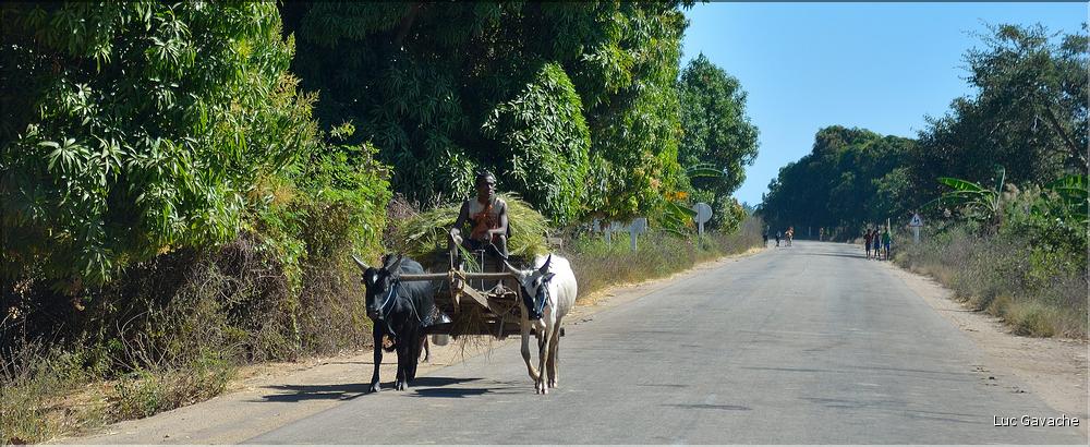 Dans les environs de Morondava. (1)
