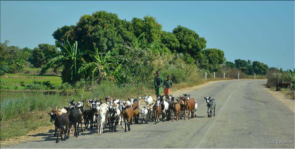 Dans les environs de Morondava. (2)