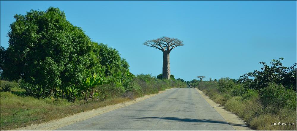 Dans les environs de Morondava. (4)