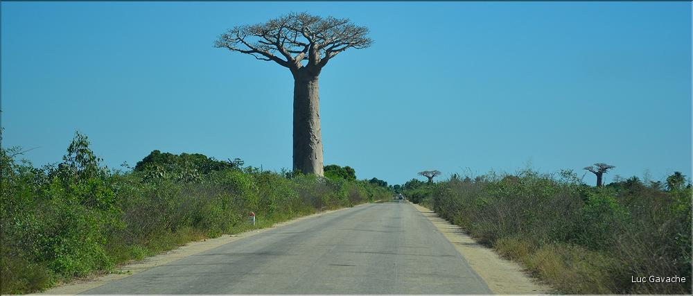 Dans les environs de Morondava. (5)