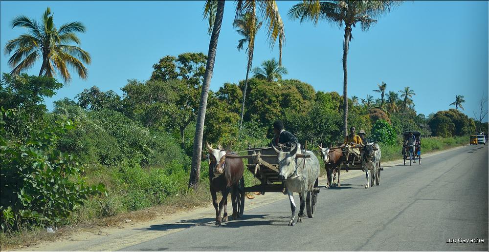 Dans les environs de Morondava. (7)