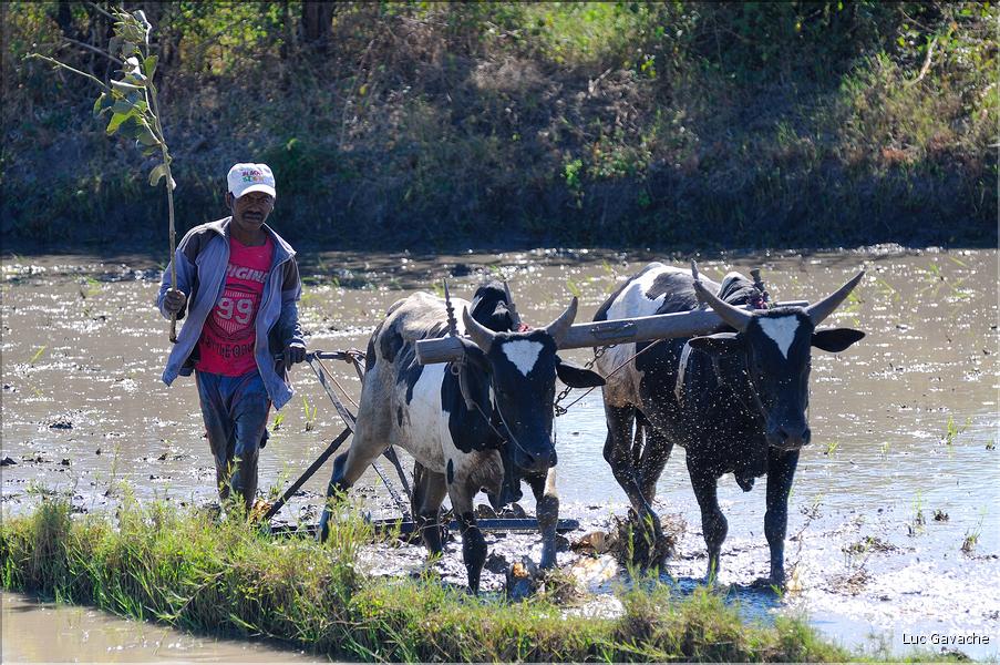 La culture du riz près de Morondava. (1)